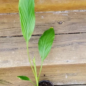 White Turmeric Live Plant (Curcuma Zeodaria) - Flowering Ginger Root 5-10 inches Tall - Image 1