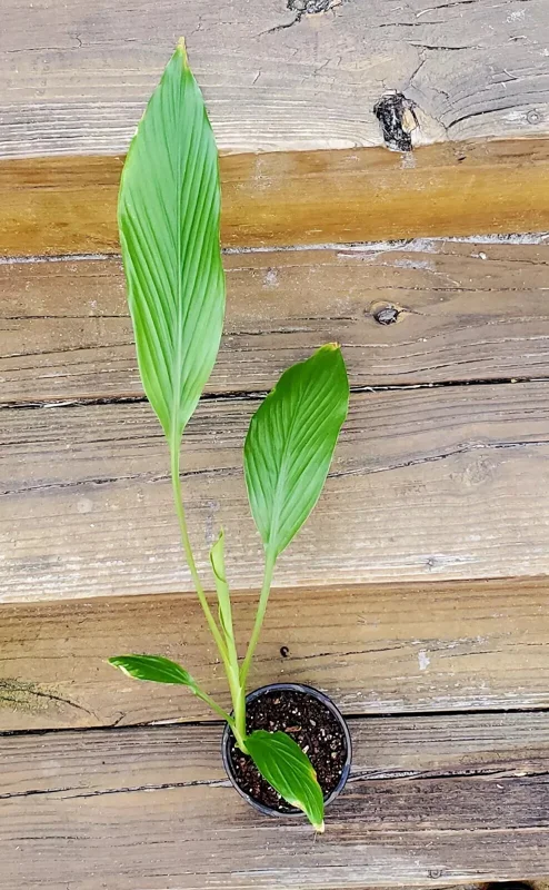 White Turmeric Live Plant (Curcuma Zeodaria) - Flowering Ginger Root 5-10 inches Tall - Image 1