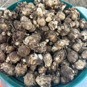 White Turmeric Rhizomes for Planting - Mango Ginger - Live Plant - Image 3
