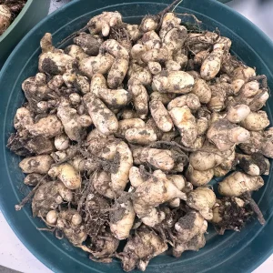 White Turmeric Rhizomes for Planting - Mango Ginger - Live Plant - Image 7