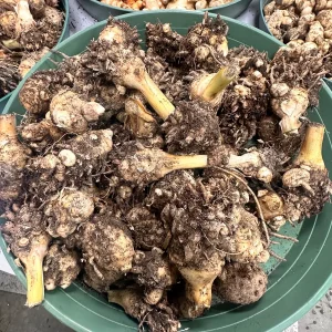 White Turmeric Rhizomes for Planting - Mango Ginger - Live Plant - Image 9