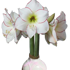 White Wax Picasso Amaryllis Bulb 32/34 cm – Indoor Flower Bulb – Pink Splatter - Image 1