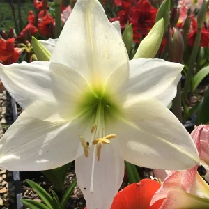 White Waxed Amaryllis Bulb 36/38 - No Water Holiday Decor - Image 3