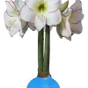 White Waxed Picasso Amaryllis Bulb 32/34cm - No Water, Easy Indoor Bloom - Image 1