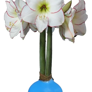 White Waxed Picasso Amaryllis Bulb 32/34cm - No Water, Easy Indoor Bloom - Image 1
