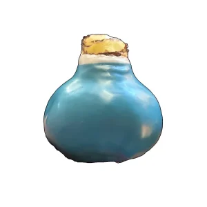 White Waxed Picasso Amaryllis Bulb 32/34cm - No Water, Easy Indoor Bloom - Image 2