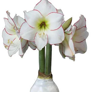 White Waxed Picasso Amaryllis Bulb 32/34cm - No Water Indoor Bloom - Image 1