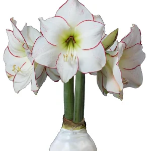 White Waxed Picasso Amaryllis Bulb 32/34cm - No Water Indoor Bloom - Image 1