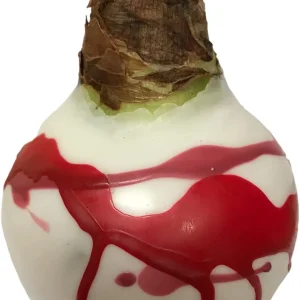 White Waxed Victoria Amaryllis Bulb 34/36cm - Red Pink Splatter - Indoor Decor - Image 2