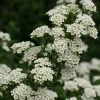 White Wedding Cake Spirea Cuttings - Set of 10 Unrooted, 6-8 Inches Tall, Outdoor Bush - Image 1