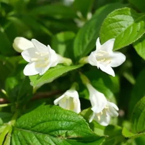 White Weigela Shrub Live Plant - Fragrant Flowers, Attracts Hummingbirds, 4 inch Pot - Image 2