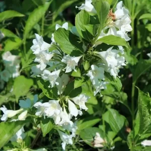 White Weigela Shrub Live Plant - Fragrant Flowers, Attracts Hummingbirds, 4 inch Pot - Image 5