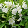 White Weigela Shrub Live Plant - Fragrant Flowers, Attracts Hummingbirds, 4 inch Pot - Image 1