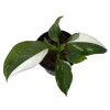 White Wizard Philodendron Live Plant 4" Pot - Indoor Houseplant - Image 1