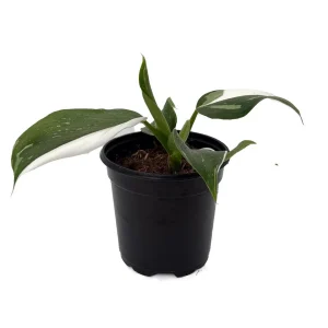 White Wizard Philodendron Live Plant 4