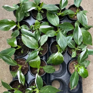 White Wizard Philodendron Live Plant 4