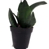 Whitney Snake Plant – Sansevieria Trifasciata – Live Houseplant – 4 inch Pot – Indoor - Image 1