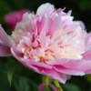 Whopper Peony Bareroot Plant - 2-3 Eye - Pink & Cream Blooms - Outdoor - Image 1