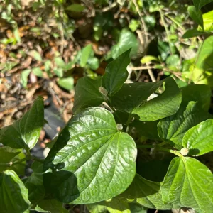 Wild Betel Plant | Organic Piper Sarmentosum Live Herb | Lá Lốt Plant - Image 2