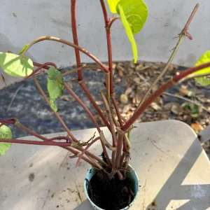 Wild Betel Plant Live Plant - Organic Piper Sarmentosum Lá Lốt Herb for Culinary Use - Image 3