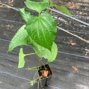 Wild Betel Plant Live Plant - Organic Piper Sarmentosum Lá Lốt Herb for Culinary Use - Image 1