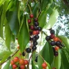 Wild Black Cherry Tree Seeds (Prunus serotina) - Ready for Planting - Image 1