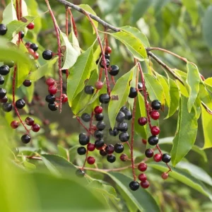Wild Black Cherry Tree Seeds (Prunus serotina) - Ready for Planting - Image 3