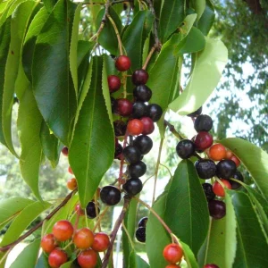 Wild Black Cherry Tree Seeds (Prunus serotina) - Ready for Planting - Image 1
