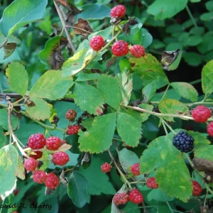 Wild Blackberry Bush Bare Root Live Plants - Set of 2, Outdoor, Edible Fruit - Image 4