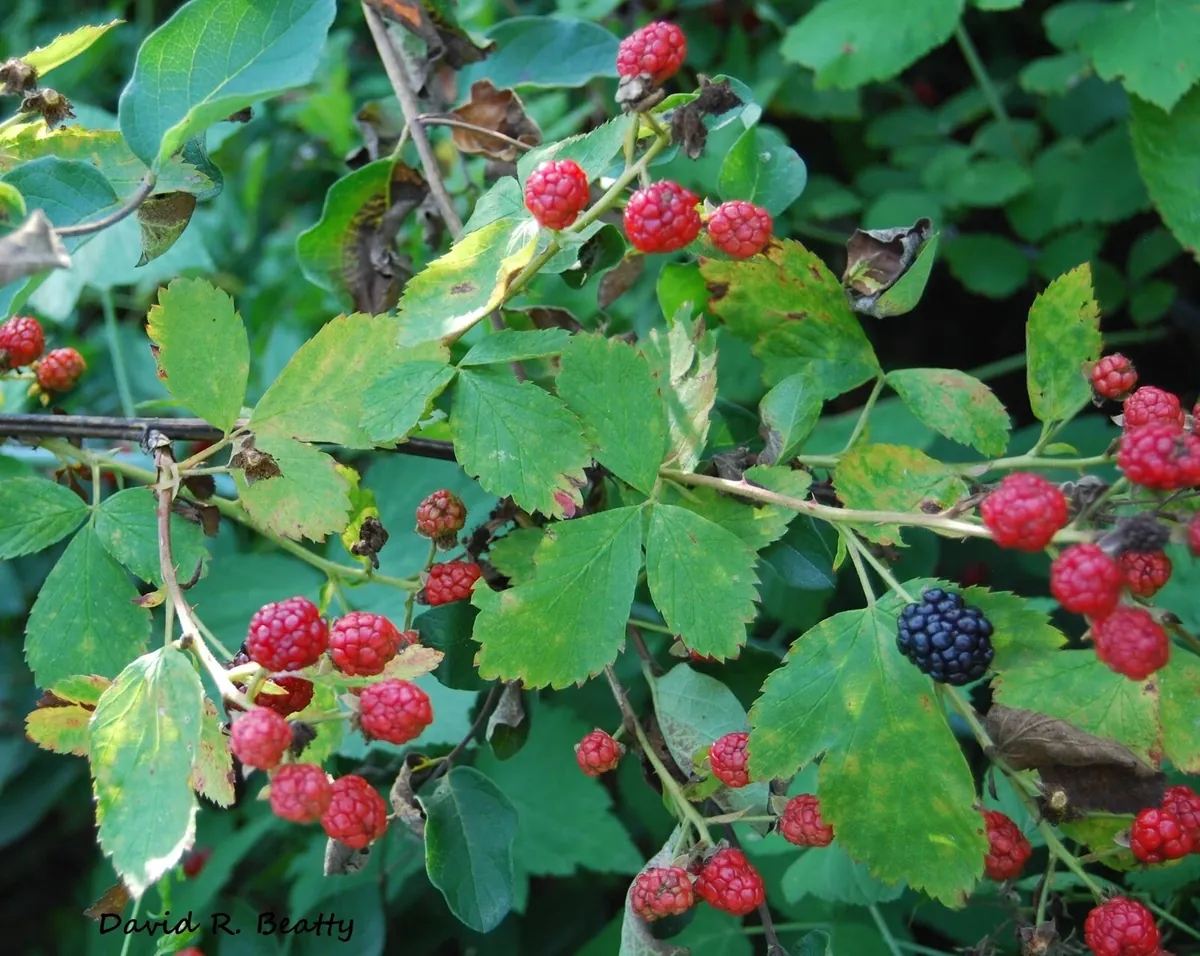 Wild Blackberry Bush Bare Root Live Plants - Set of 2, Outdoor, Edible Fruit - Image 4