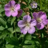 Wild Geranium Live Bareroots - Geranium Maculatum, Hardy Perennial, Lavender Flowers, 10 Count - Image 1
