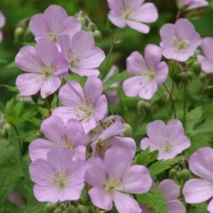 Wild Geranium Live Bareroots - Geranium Maculatum, Hardy Perennial, Lavender Flowers, 10 Count - Image 2