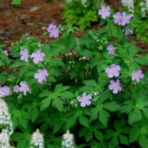 Wild Geranium Live Bareroots - Geranium Maculatum, Hardy Perennial, Lavender Flowers, 10 Count - Image 4