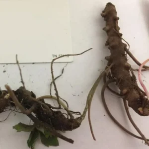 Wild Geranium Live Bareroots - Geranium Maculatum, Hardy Perennial, Lavender Flowers, 10 Count - Image 5