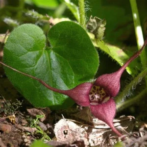 Wild Ginger Bare-root Plant – Asarum Canadense Groundcover – Deer Resistant Woodland Native - Image 2