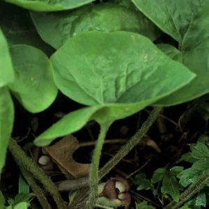Wild Ginger Bare-root Plant – Asarum Canadense Groundcover – Deer Resistant Woodland Native - Image 3