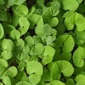 Wild Ginger Bare-root Plant – Asarum Canadense Groundcover – Deer Resistant Woodland Native - Image 1