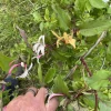 Wild Honeysuckle Live Plant 3.5 inch Pot - Fragrant Red & Yellow Flowers, Zones 3-8 - Image 1