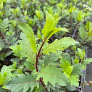 Wild Honeysuckle Live Plant 3.5 inch Pot - Fragrant Red & Yellow Flowers, Zones 3-8 - Image 3
