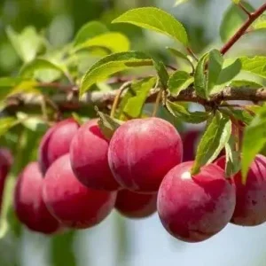 Wild Plum Cuttings Prunus americana – Set of 12 Unrooted – Outdoor Shrub Bush - Image 4