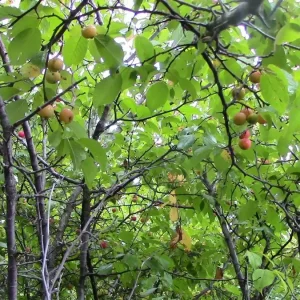 Wild Plum Tree Live Plant - 12-18 Inches Tall, Prunus spp. Outdoor - Image 3