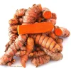 Wild Turmeric Root 1LB – Fresh Rhizomes from Fiji – Grow Your Own - Image 1
