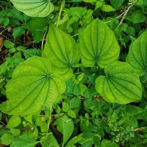 Wild Yam Plant - Dioscorea Villosa Bare Root - Organic Perennial Vine - Image 6