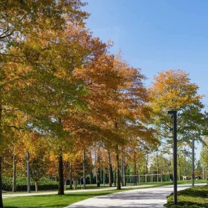 Willow Oak Live Plant - Quercus phellos Seedling, 12-18