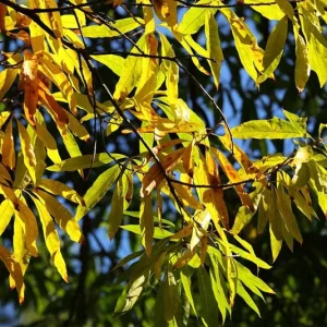 Willow Oak Live Plant - Quercus phellos Seedling, 12-18