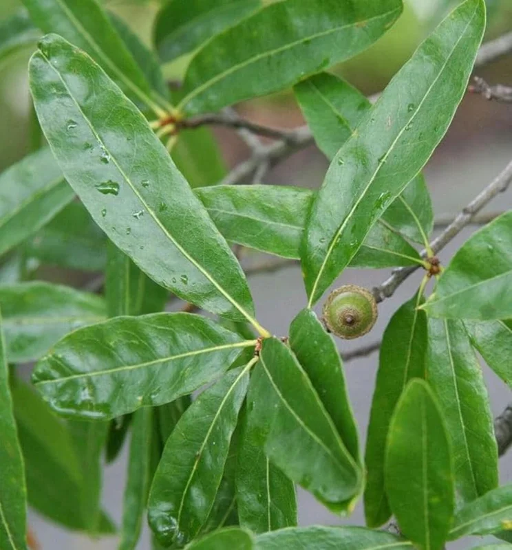 Willow Oak Live Plant - Quercus phellos Seedling, 12-18" Tall, Quart Pot, Outdoor Tree - Image 3