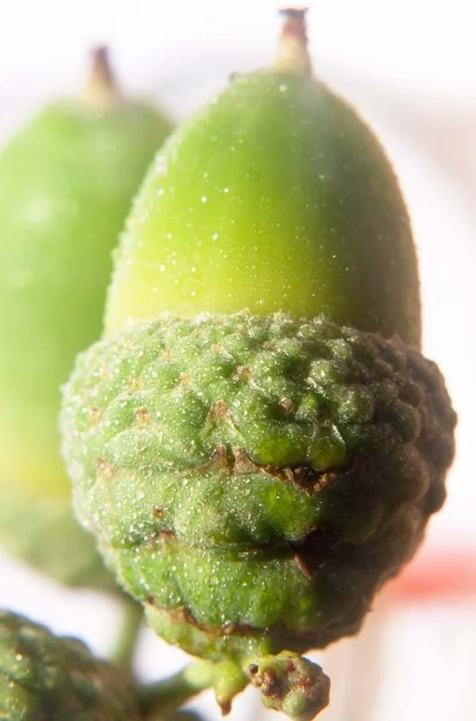 Willow Oak Live Plant - Quercus phellos Seedling, 12-18" Tall, Quart Pot, Outdoor Tree - Image 6