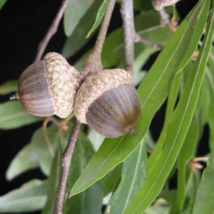 Willow Oak Live Plant - Quercus phellos Seedling, 12-18