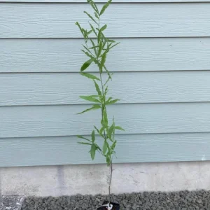 Willow Oak Live Plant - Quercus phellos Seedling, 12-18