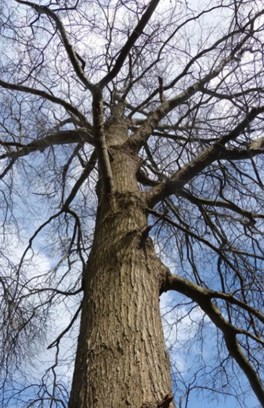 Willow Oak Live Plant - Quercus phellos Seedling, 12-18" Tall, Quart Pot, Outdoor Tree - Image 9